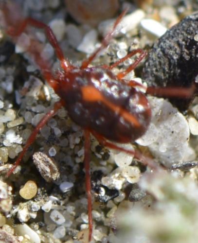Erythraeus sp.
